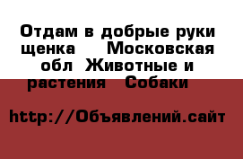 Отдам в добрые руки щенка ！ - Московская обл. Животные и растения » Собаки   